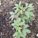 Cleome dodecandra Leaf