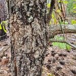 Quercus marilandica Bark