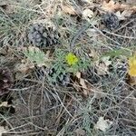 Lomatium triternatum Fiore