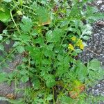 Rorippa sylvestris Folha