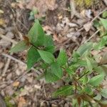 Gelsemium sempervirens Leaf