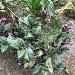 Tradescantia cerinthoides Leaf
