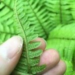Dryopteris crassirhizoma Flower