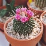 Mammillaria spinosissima Hábito