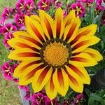 Gazania linearis Flower