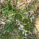 Liriope graminifolia Kvet
