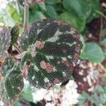 Begonia imperialis Hoja