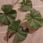 Malva setigera Deilen