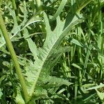 Cirsium rivulare Likasa