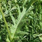 Cirsium rivulare Fuelha