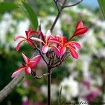 Plumeria rubra Цвят