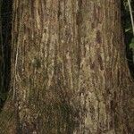Manilkara bidentata Corteza