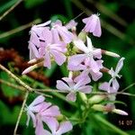 Saponaria officinalis 形态