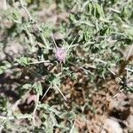 Centaurea bruguieriana Habitus