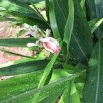 Alpinia calcarata Flor
