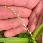 Persicaria punctata Fiore