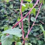 Fallopia baldschuanica Bark