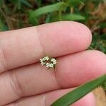 Valerianella dentata 花
