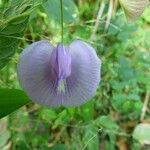 Centrosema virginianum Flower