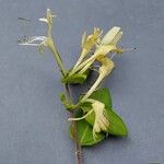 Lonicera japonica Flower