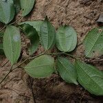 Celtis prantlii Hoja