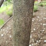 Viburnum macrocephalum Bark