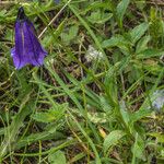 Campanula pulla موطن