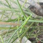 Euphorbia tirucalli List