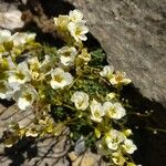 Saxifraga caesia Fula