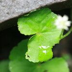 Hydrocotyle leucocephala Leaf