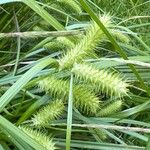 Carex lurida Fruit