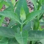 Solanum stramoniifolium Elinympäristö