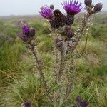 Cirsium palustreÇiçek