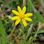 Jacobaea minuta Flower