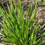 Allium angulosum Leaf