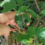 Ribes magellanicum Fruto