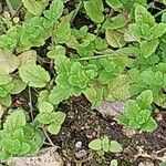 Veronica agrestis Leaf