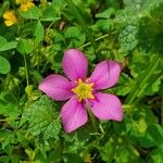 Sabatia campestris Flower