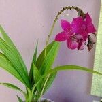 Spathoglottis unguiculata Flower
