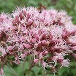 Eutrochium maculatum Flower