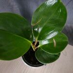 Peperomia obtusifolia Blad