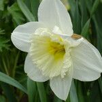 Narcissus × incomparabilis Květ