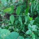 Vicia dumetorum Leaf