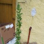 Verbascum blattaria Φύλλο