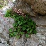 Heuchera rubescens Celota