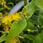 Hypericum hircinum Blad