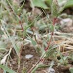 Crypsis schoenoides Hábito
