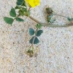 Medicago littoralis 葉