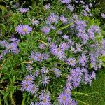 Aster amellus Hábito