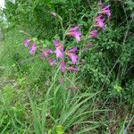 Gladiolus italicus Hábito